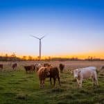 herd of cow in grass field during daytime