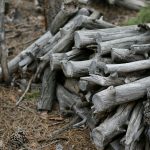 a pile of cut logs