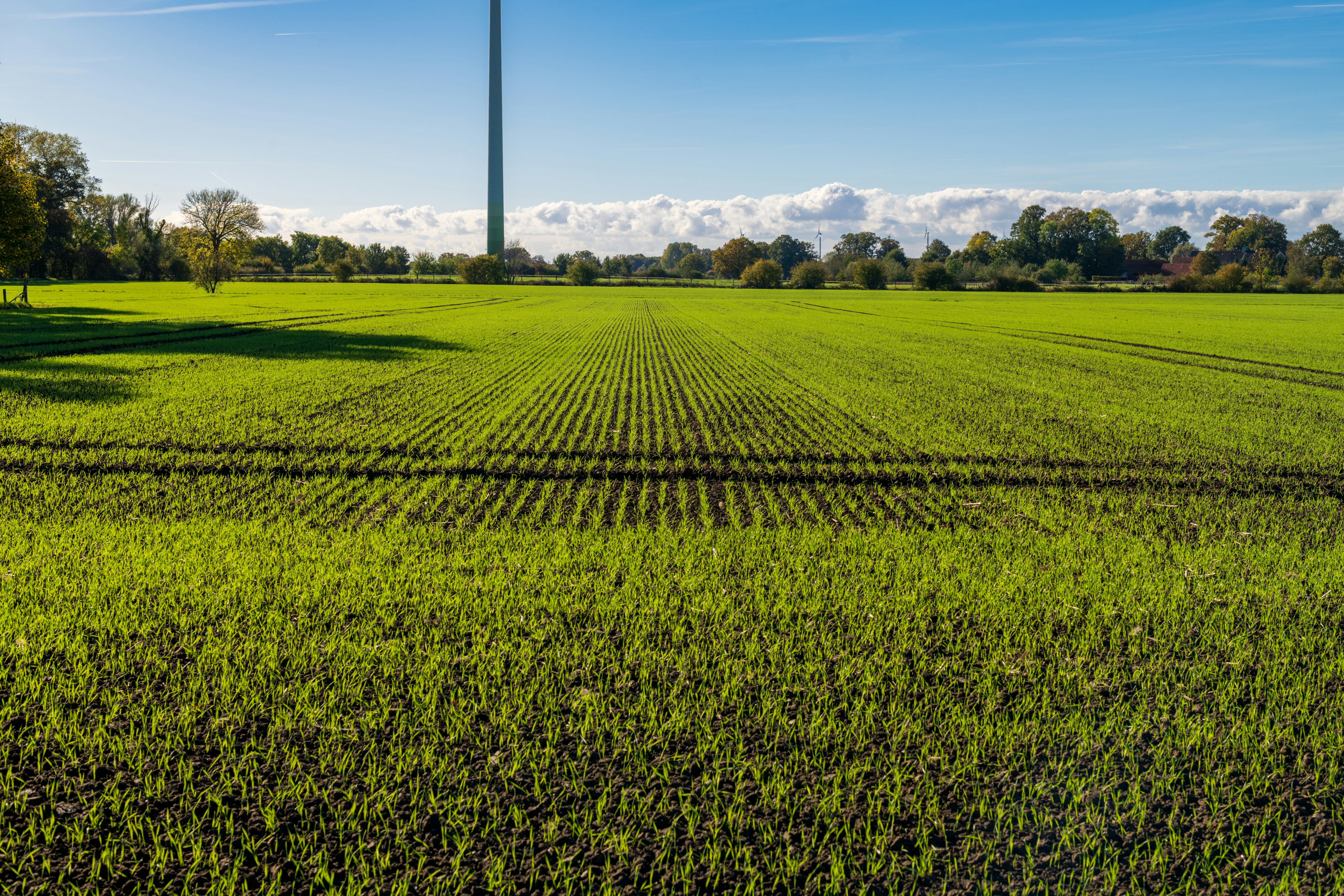 Rows of green crops stretch towards a distant wind turbine.