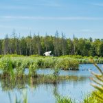 white bird flying over the lake during daytime