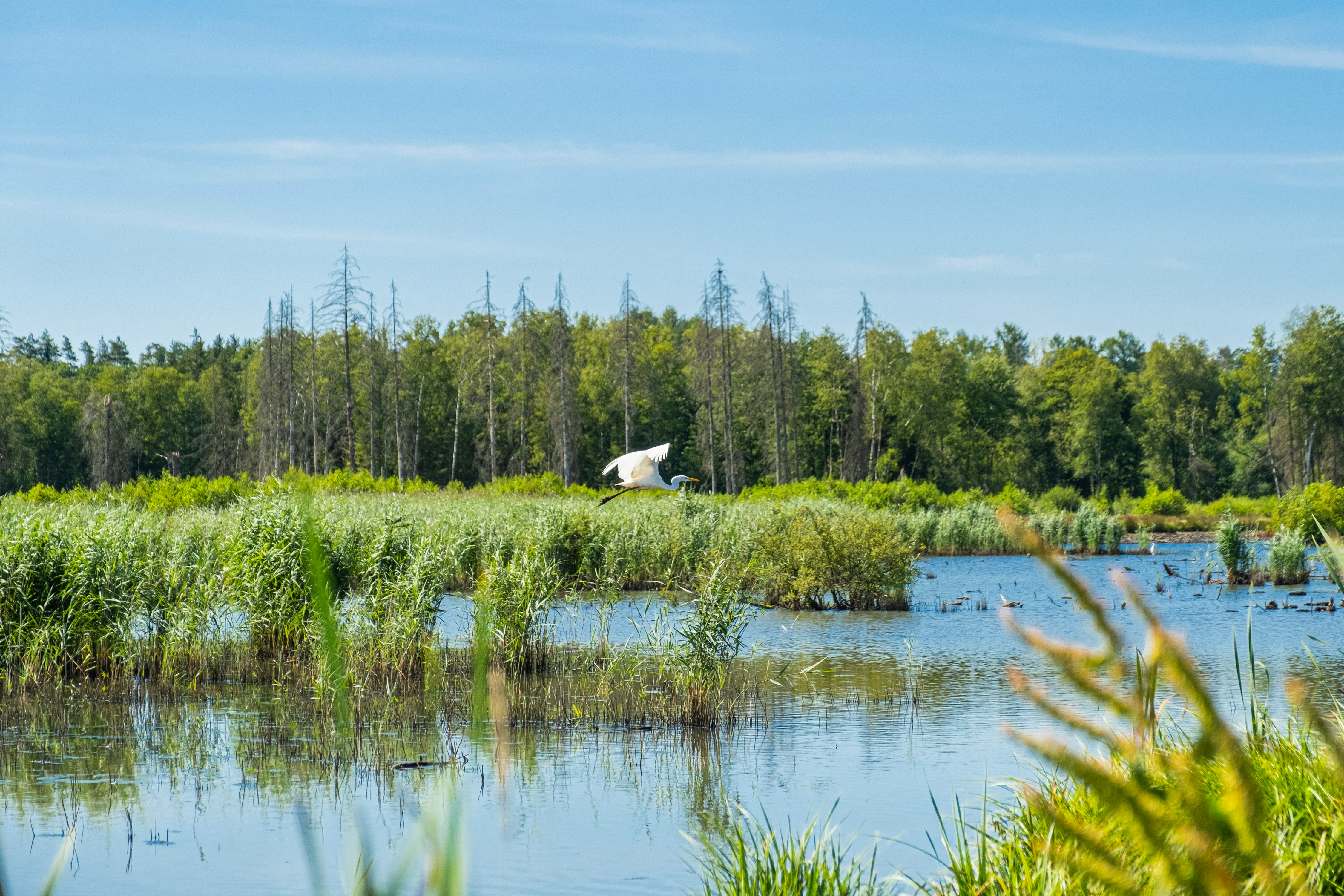 white bird flying over the lake during daytime