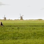 a cow grazing in a field with windmills in the background