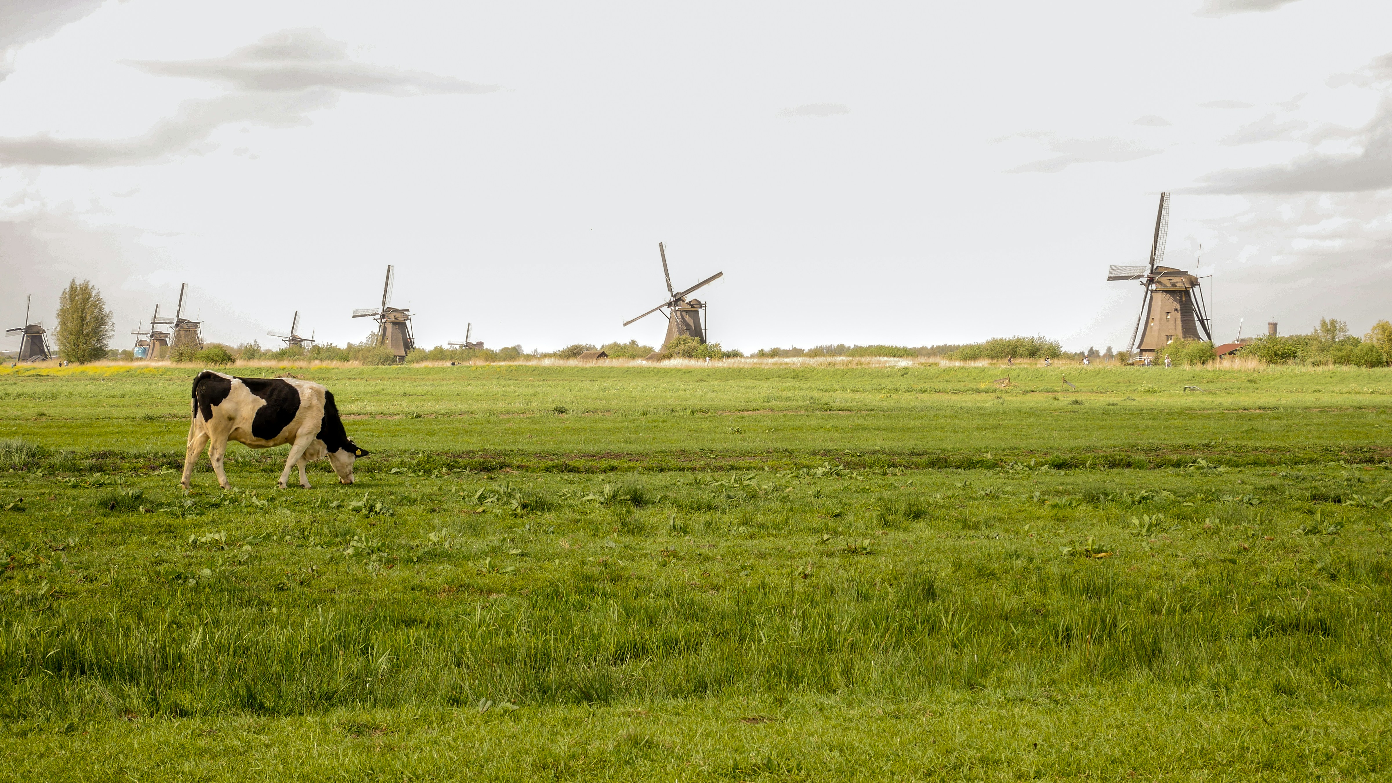 a cow grazing in a field with windmills in the background
