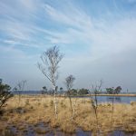 bare trees in swamp area