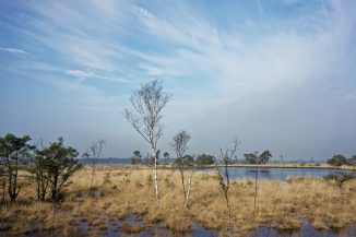 bare trees in swamp area