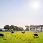 herd of dairy cattles on field