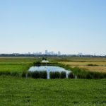 green grass field
