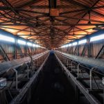 a long row of cows in a barn