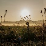 the sun is setting over a field with a spider web in the foreground