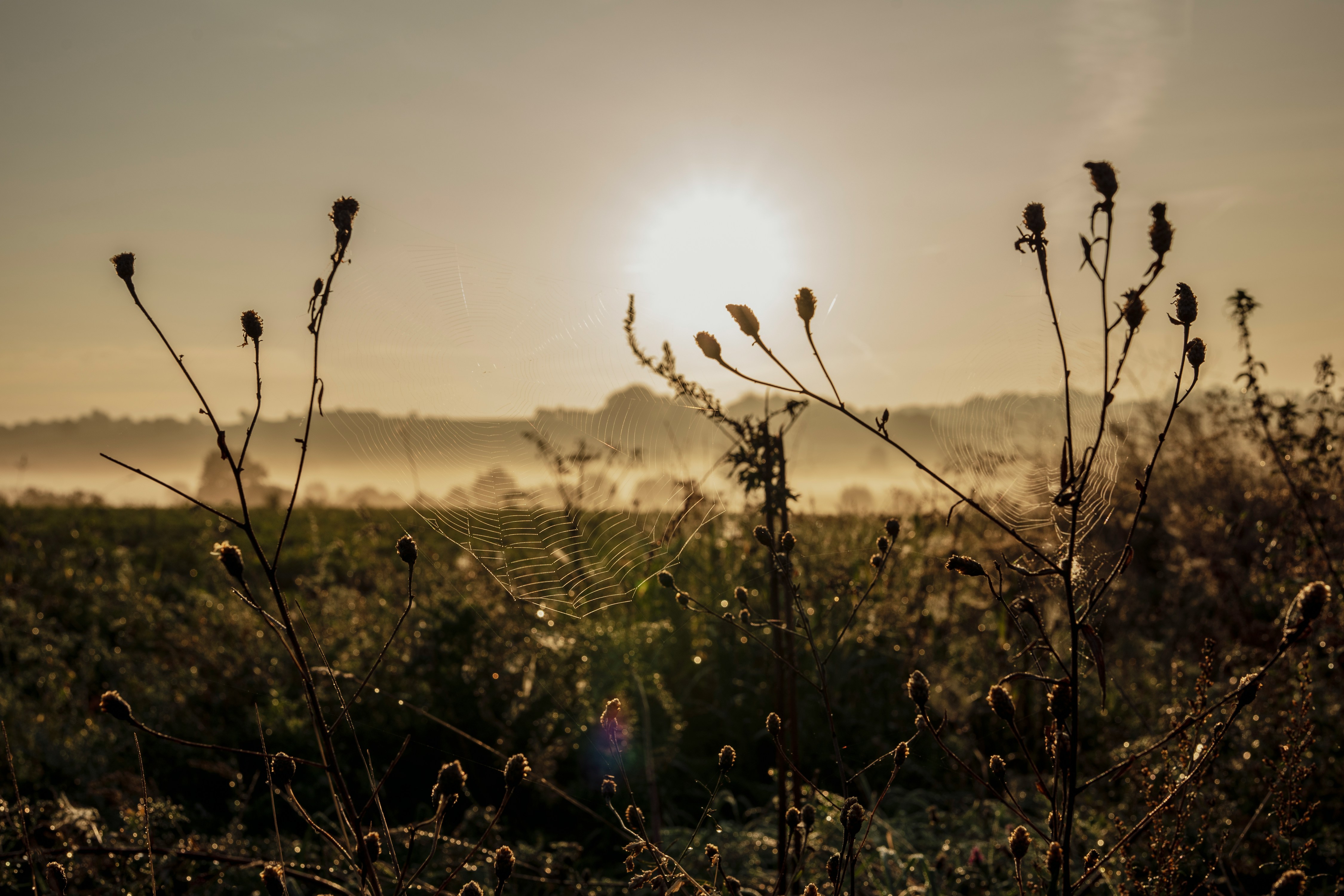 the sun is setting over a field with a spider web in the foreground